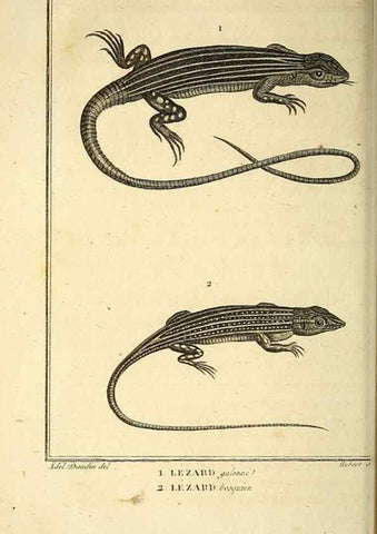 Reproducción/Reproduction 49813312198: Histoire naturelle, générale et particulière, des reptiles. A Paris :De l'Imprimerie de F. Dufart,an X-XI [1802-1803]. 