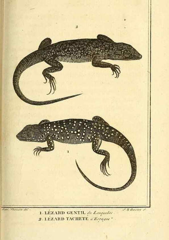 Reproducción/Reproduction 49813312653: Histoire naturelle, générale et particulière, des reptiles. A Paris :De l'Imprimerie de F. Dufart,an X-XI [1802-1803]. 