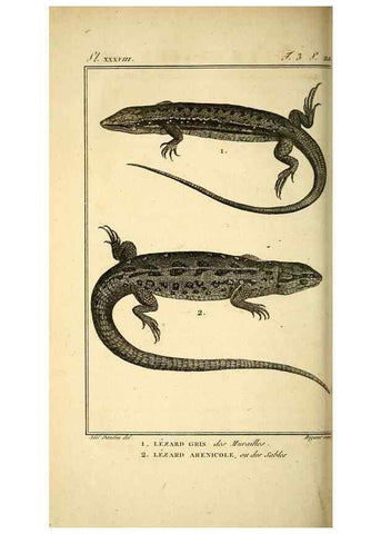 Reproducción/Reproduction 49814162167: Histoire naturelle, générale et particulière, des reptiles. A Paris :De l'Imprimerie de F. Dufart,an X-XI [1802-1803]. 