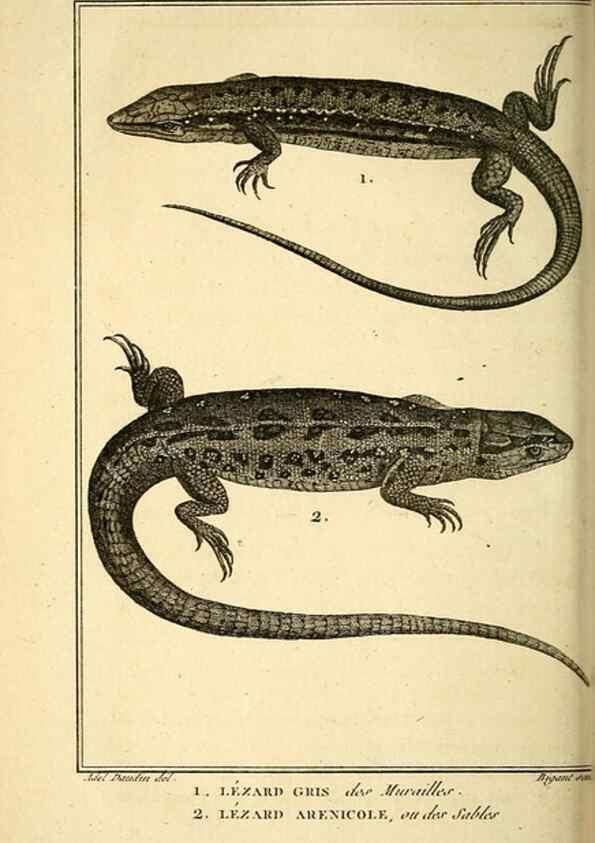 Reproducción/Reproduction 49814162167: Histoire naturelle, générale et particulière, des reptiles. A Paris :De l'Imprimerie de F. Dufart,an X-XI [1802-1803]. 