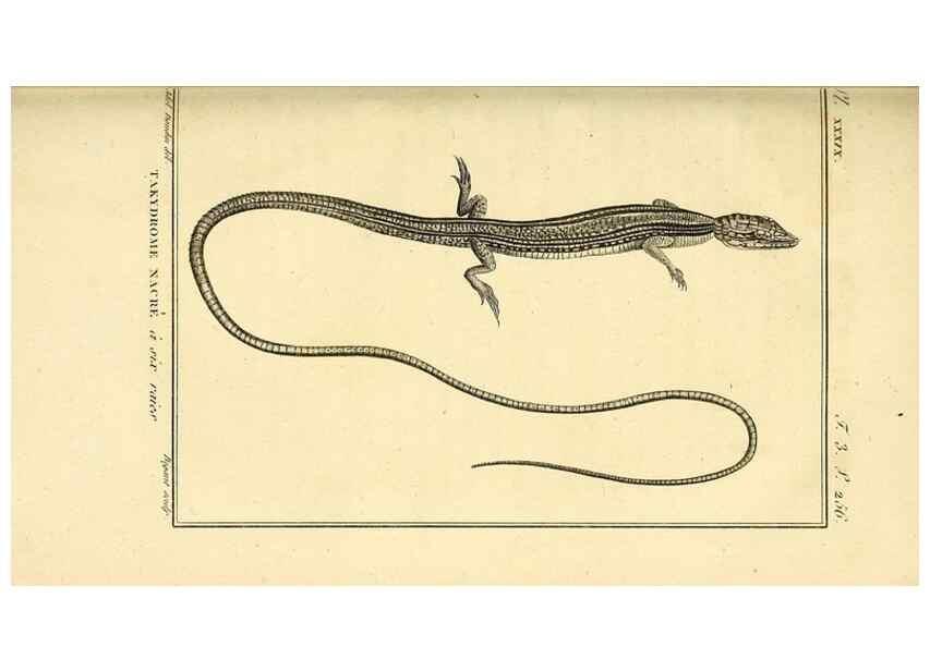Reproducción/Reproduction 49813853471: Histoire naturelle, générale et particulière, des reptiles. A Paris :De l'Imprimerie de F. Dufart,an X-XI [1802-1803]. 
