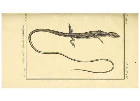 Reproducción/Reproduction 49813853471: Histoire naturelle, générale et particulière, des reptiles. A Paris :De l'Imprimerie de F. Dufart,an X-XI [1802-1803]. 