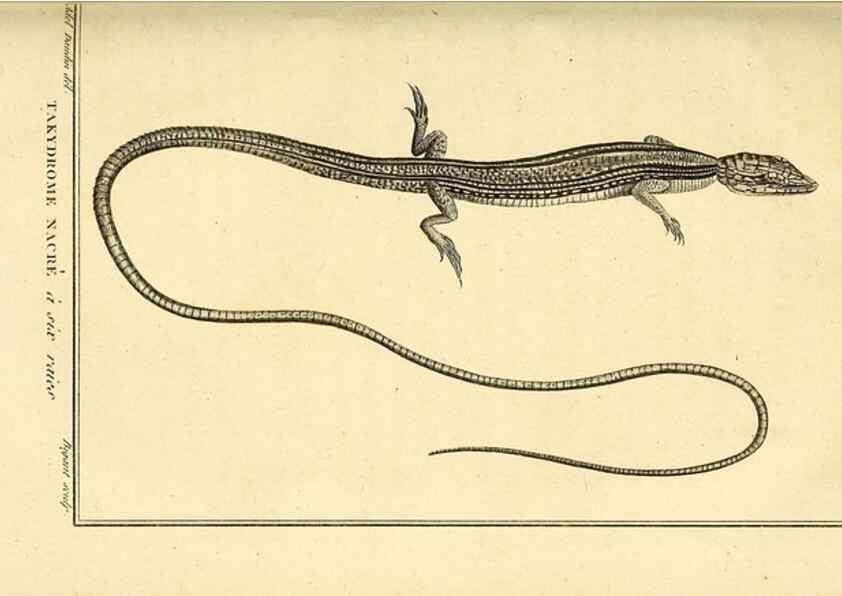 Reproducción/Reproduction 49813853471: Histoire naturelle, générale et particulière, des reptiles. A Paris :De l'Imprimerie de F. Dufart,an X-XI [1802-1803]. 
