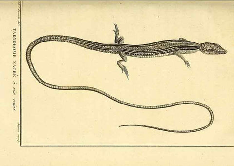 Reproducción/Reproduction 49813853471: Histoire naturelle, générale et particulière, des reptiles. A Paris :De l'Imprimerie de F. Dufart,an X-XI [1802-1803]. 