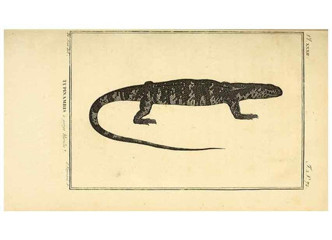 Reproducción/Reproduction 49814159937: Histoire naturelle, générale et particulière, des reptiles. A Paris :De l'Imprimerie de F. Dufart,an X-XI [1802-1803]. 