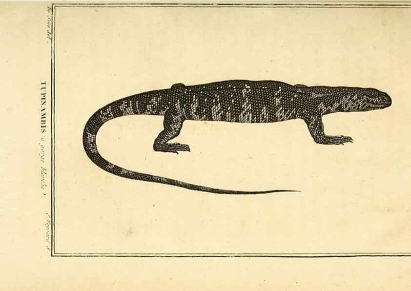 Reproducción/Reproduction 49814159937: Histoire naturelle, générale et particulière, des reptiles. A Paris :De l'Imprimerie de F. Dufart,an X-XI [1802-1803]. 