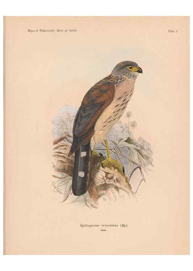 Reproducción/Reproduction 49814271592: The birds of Celebes and the neighbouring islands /. Berlin :R. Friedländer & Sohn,1898.. 