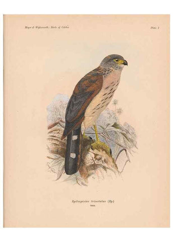 Reproducción/Reproduction 49814271592: The birds of Celebes and the neighbouring islands /. Berlin :R. Friedländer & Sohn,1898.. 