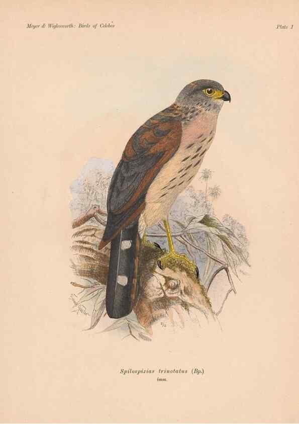 Reproducción/Reproduction 49814271592: The birds of Celebes and the neighbouring islands /. Berlin :R. Friedländer & Sohn,1898.. 