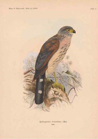 Reproducción/Reproduction 49814271592: The birds of Celebes and the neighbouring islands /. Berlin :R. Friedländer & Sohn,1898.. 