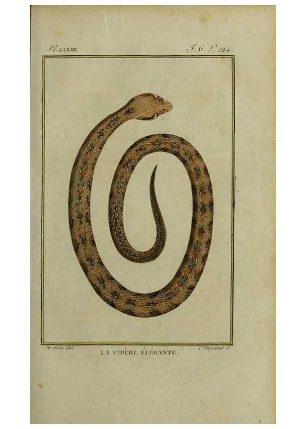 Reproducción/Reproduction 49814023497: Histoire naturelle, générale et particulière, des reptiles :. A Paris :De l'Imprimerie de F. Dufart,an X-XI [1802-1803]. 