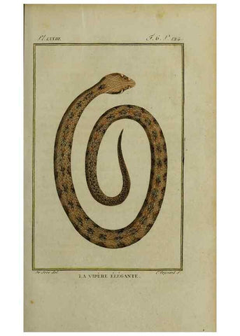 Reproducción/Reproduction 49814023497: Histoire naturelle, générale et particulière, des reptiles :. A Paris :De l'Imprimerie de F. Dufart,an X-XI [1802-1803]. 