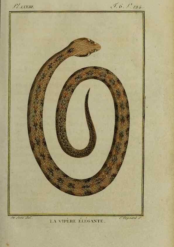 Reproducción/Reproduction 49814023497: Histoire naturelle, générale et particulière, des reptiles :. A Paris :De l'Imprimerie de F. Dufart,an X-XI [1802-1803]. 