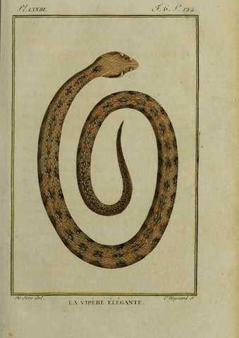 Reproducción/Reproduction 49814023497: Histoire naturelle, générale et particulière, des reptiles :. A Paris :De l'Imprimerie de F. Dufart,an X-XI [1802-1803]. 