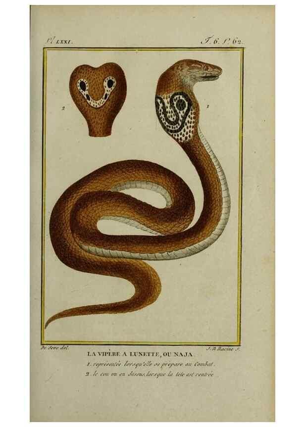 Reproducción/Reproduction 49813174663: Histoire naturelle, générale et particulière, des reptiles :. A Paris :De l'Imprimerie de F. Dufart,an X-XI [1802-1803]. 