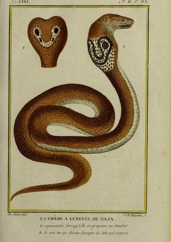 Reproducción/Reproduction 49813174663: Histoire naturelle, générale et particulière, des reptiles :. A Paris :De l'Imprimerie de F. Dufart,an X-XI [1802-1803]. 