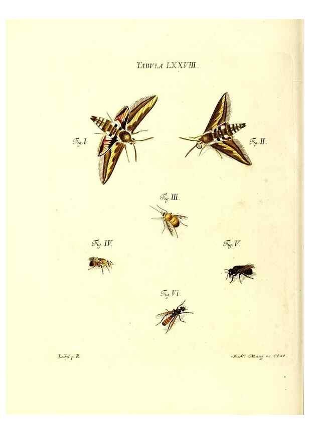 Reproducción/Reproduction 49810606752: Iacobi Christiani Schaefferi s.s. theologiae et philosophiae doctoris ... Icones insectorum circa Ratisbonam indigenorum :. Ratisbonae :Typis Breitfeldianis,MDCCLXXIX [1766-1779]. 