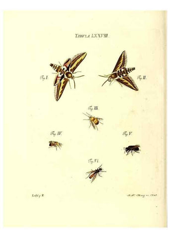 Reproducción/Reproduction 49810606752: Iacobi Christiani Schaefferi s.s. theologiae et philosophiae doctoris ... Icones insectorum circa Ratisbonam indigenorum :. Ratisbonae :Typis Breitfeldianis,MDCCLXXIX [1766-1779]. 