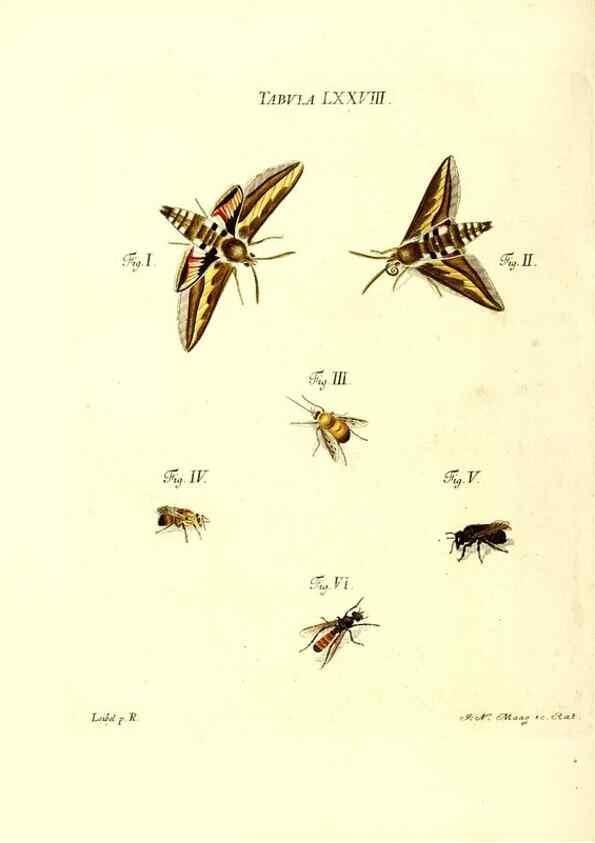Reproducción/Reproduction 49810606752: Iacobi Christiani Schaefferi s.s. theologiae et philosophiae doctoris ... Icones insectorum circa Ratisbonam indigenorum :. Ratisbonae :Typis Breitfeldianis,MDCCLXXIX [1766-1779]. 