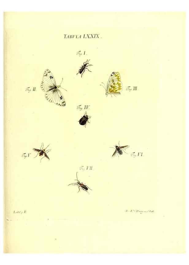 Reproducción/Reproduction 49809752178: Iacobi Christiani Schaefferi s.s. theologiae et philosophiae doctoris ... Icones insectorum circa Ratisbonam indigenorum :. Ratisbonae :Typis Breitfeldianis,MDCCLXXIX [1766-1779]. 