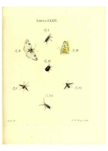 Reproducción/Reproduction 49809752178: Iacobi Christiani Schaefferi s.s. theologiae et philosophiae doctoris ... Icones insectorum circa Ratisbonam indigenorum :. Ratisbonae :Typis Breitfeldianis,MDCCLXXIX [1766-1779]. 