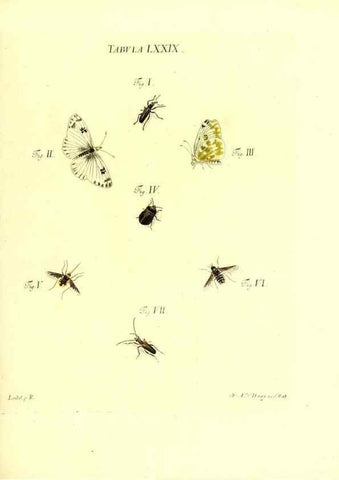 Reproducción/Reproduction 49809752178: Iacobi Christiani Schaefferi s.s. theologiae et philosophiae doctoris ... Icones insectorum circa Ratisbonam indigenorum :. Ratisbonae :Typis Breitfeldianis,MDCCLXXIX [1766-1779]. 