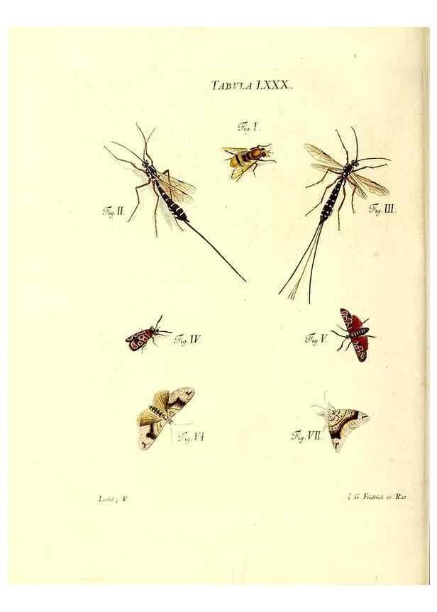 Reproducción/Reproduction 49810607242: Iacobi Christiani Schaefferi s.s. theologiae et philosophiae doctoris ... Icones insectorum circa Ratisbonam indigenorum :. Ratisbonae :Typis Breitfeldianis,MDCCLXXIX [1766-1779]. 