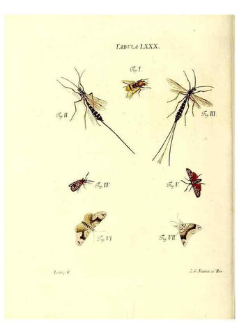 Reproducción/Reproduction 49810607242: Iacobi Christiani Schaefferi s.s. theologiae et philosophiae doctoris ... Icones insectorum circa Ratisbonam indigenorum :. Ratisbonae :Typis Breitfeldianis,MDCCLXXIX [1766-1779]. 