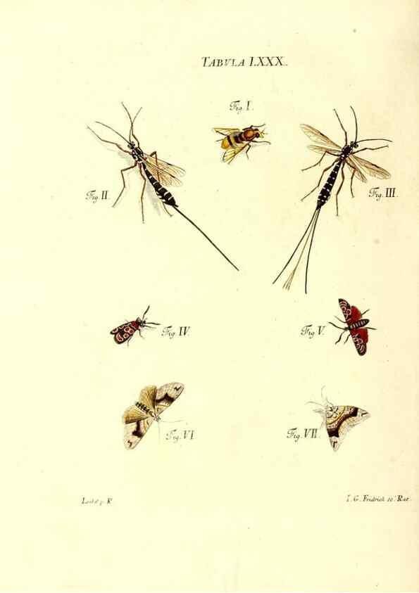 Reproducción/Reproduction 49810607242: Iacobi Christiani Schaefferi s.s. theologiae et philosophiae doctoris ... Icones insectorum circa Ratisbonam indigenorum :. Ratisbonae :Typis Breitfeldianis,MDCCLXXIX [1766-1779]. 