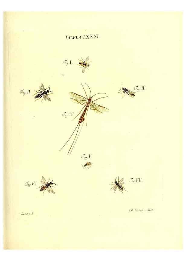 Reproducción/Reproduction 49810307256: Iacobi Christiani Schaefferi s.s. theologiae et philosophiae doctoris ... Icones insectorum circa Ratisbonam indigenorum :. Ratisbonae :Typis Breitfeldianis,MDCCLXXIX [1766-1779]. 