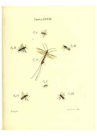 Reproducción/Reproduction 49810307256: Iacobi Christiani Schaefferi s.s. theologiae et philosophiae doctoris ... Icones insectorum circa Ratisbonam indigenorum :. Ratisbonae :Typis Breitfeldianis,MDCCLXXIX [1766-1779]. 