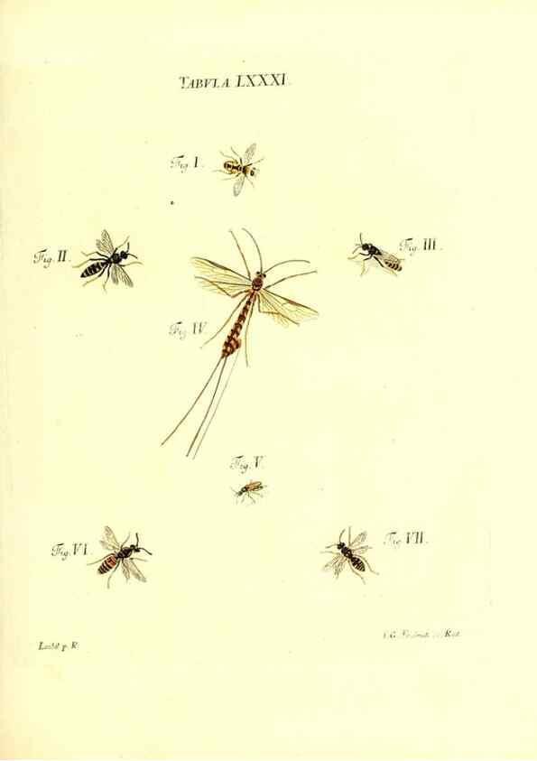 Reproducción/Reproduction 49810307256: Iacobi Christiani Schaefferi s.s. theologiae et philosophiae doctoris ... Icones insectorum circa Ratisbonam indigenorum :. Ratisbonae :Typis Breitfeldianis,MDCCLXXIX [1766-1779]. 