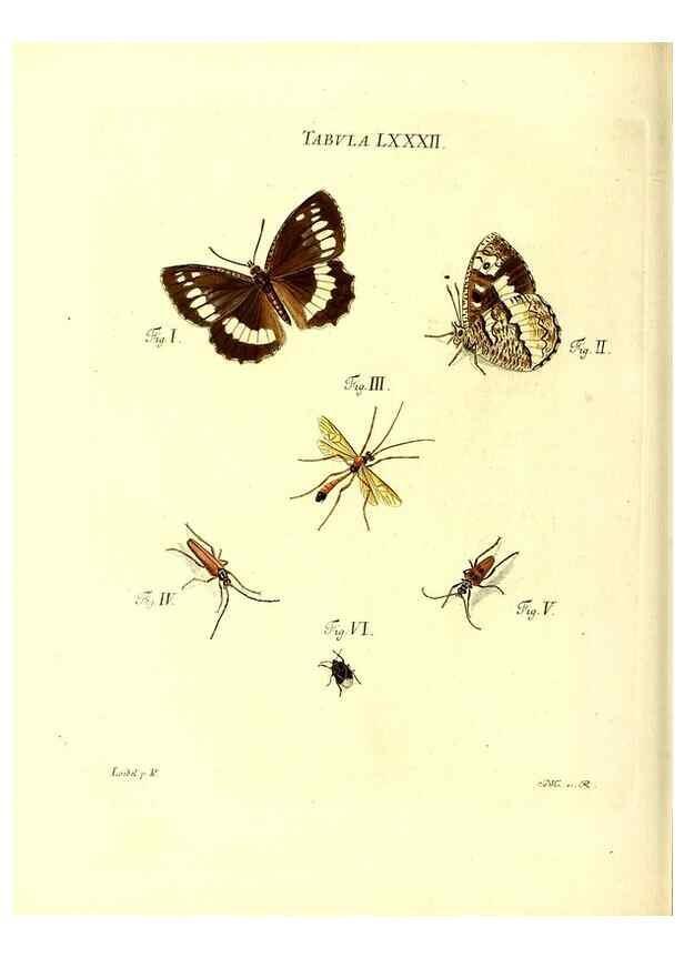 Reproducción/Reproduction 49810307466: Iacobi Christiani Schaefferi s.s. theologiae et philosophiae doctoris ... Icones insectorum circa Ratisbonam indigenorum :. Ratisbonae :Typis Breitfeldianis,MDCCLXXIX [1766-1779]. 