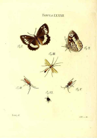 Reproducción/Reproduction 49810307466: Iacobi Christiani Schaefferi s.s. theologiae et philosophiae doctoris ... Icones insectorum circa Ratisbonam indigenorum :. Ratisbonae :Typis Breitfeldianis,MDCCLXXIX [1766-1779]. 