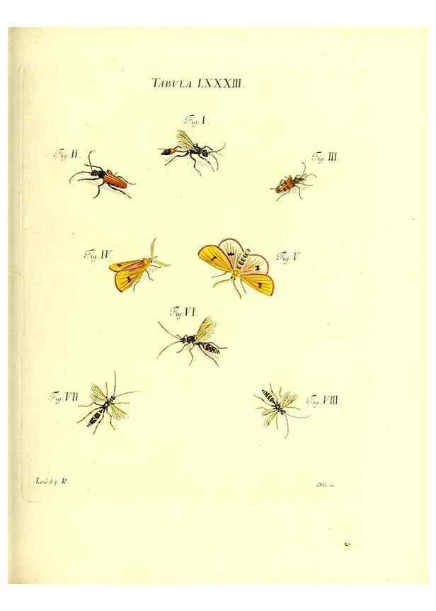 Reproducción/Reproduction 49810307761: Iacobi Christiani Schaefferi s.s. theologiae et philosophiae doctoris ... Icones insectorum circa Ratisbonam indigenorum :. Ratisbonae :Typis Breitfeldianis,MDCCLXXIX [1766-1779]. 