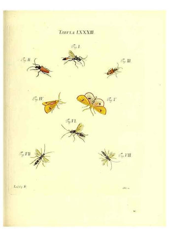 Reproducción/Reproduction 49810307761: Iacobi Christiani Schaefferi s.s. theologiae et philosophiae doctoris ... Icones insectorum circa Ratisbonam indigenorum :. Ratisbonae :Typis Breitfeldianis,MDCCLXXIX [1766-1779]. 