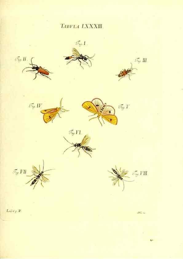 Reproducción/Reproduction 49810307761: Iacobi Christiani Schaefferi s.s. theologiae et philosophiae doctoris ... Icones insectorum circa Ratisbonam indigenorum :. Ratisbonae :Typis Breitfeldianis,MDCCLXXIX [1766-1779]. 