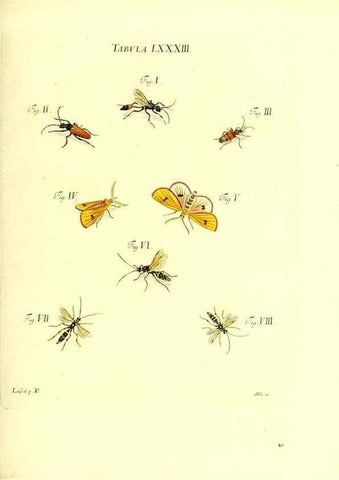 Reproducción/Reproduction 49810307761: Iacobi Christiani Schaefferi s.s. theologiae et philosophiae doctoris ... Icones insectorum circa Ratisbonam indigenorum :. Ratisbonae :Typis Breitfeldianis,MDCCLXXIX [1766-1779]. 