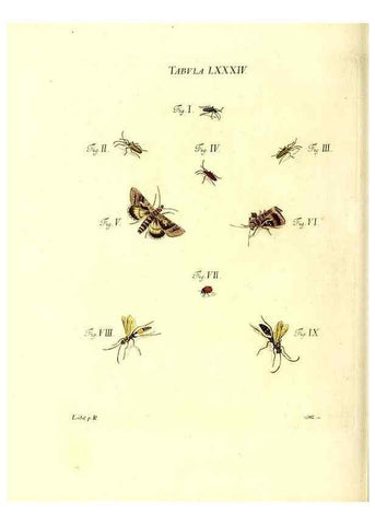 Reproducción/Reproduction 49810608177: Iacobi Christiani Schaefferi s.s. theologiae et philosophiae doctoris ... Icones insectorum circa Ratisbonam indigenorum :. Ratisbonae :Typis Breitfeldianis,MDCCLXXIX [1766-1779]. 