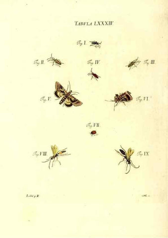 Reproducción/Reproduction 49810608177: Iacobi Christiani Schaefferi s.s. theologiae et philosophiae doctoris ... Icones insectorum circa Ratisbonam indigenorum :. Ratisbonae :Typis Breitfeldianis,MDCCLXXIX [1766-1779]. 