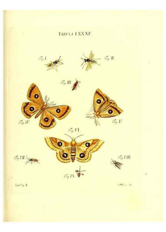 Reproducción/Reproduction 49810608477: Iacobi Christiani Schaefferi s.s. theologiae et philosophiae doctoris ... Icones insectorum circa Ratisbonam indigenorum :. Ratisbonae :Typis Breitfeldianis,MDCCLXXIX [1766-1779]. 