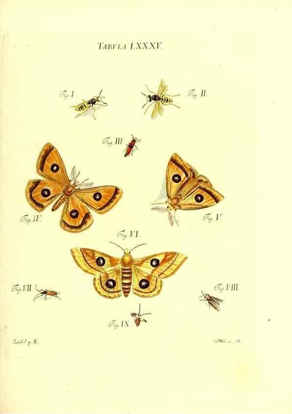 Reproducción/Reproduction 49810608477: Iacobi Christiani Schaefferi s.s. theologiae et philosophiae doctoris ... Icones insectorum circa Ratisbonam indigenorum :. Ratisbonae :Typis Breitfeldianis,MDCCLXXIX [1766-1779]. 