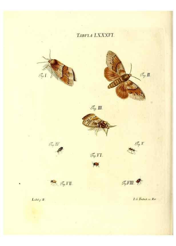 Reproducción/Reproduction 49810308506: Iacobi Christiani Schaefferi s.s. theologiae et philosophiae doctoris ... Icones insectorum circa Ratisbonam indigenorum :. Ratisbonae :Typis Breitfeldianis,MDCCLXXIX [1766-1779]. 