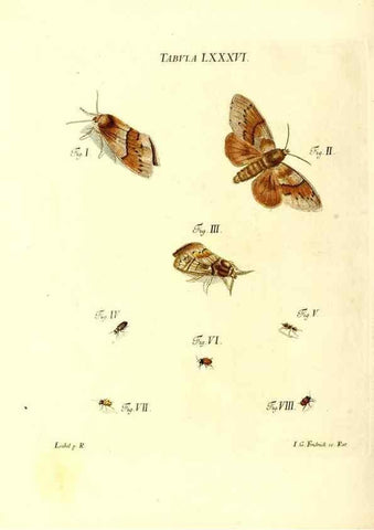 Reproducción/Reproduction 49810308506: Iacobi Christiani Schaefferi s.s. theologiae et philosophiae doctoris ... Icones insectorum circa Ratisbonam indigenorum :. Ratisbonae :Typis Breitfeldianis,MDCCLXXIX [1766-1779]. 