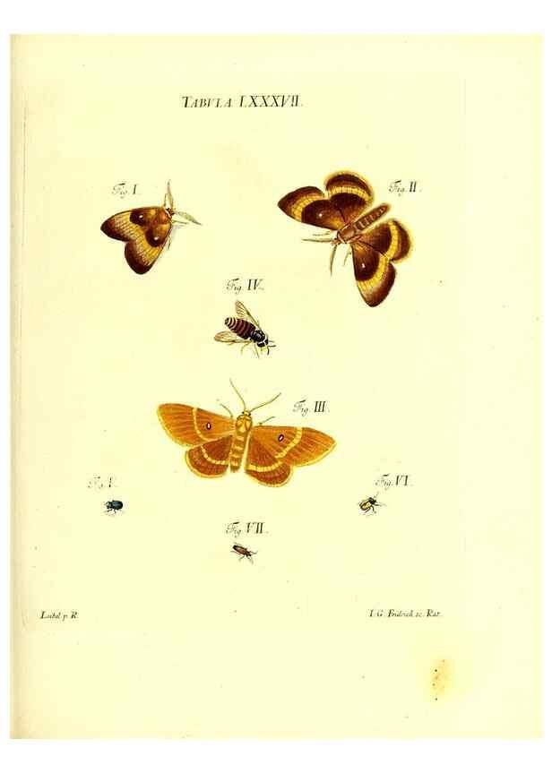 Reproducción/Reproduction 49810308801: Iacobi Christiani Schaefferi s.s. theologiae et philosophiae doctoris ... Icones insectorum circa Ratisbonam indigenorum :. Ratisbonae :Typis Breitfeldianis,MDCCLXXIX [1766-1779]. 