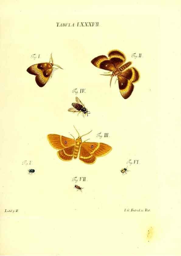 Reproducción/Reproduction 49810308801: Iacobi Christiani Schaefferi s.s. theologiae et philosophiae doctoris ... Icones insectorum circa Ratisbonam indigenorum :. Ratisbonae :Typis Breitfeldianis,MDCCLXXIX [1766-1779]. 
