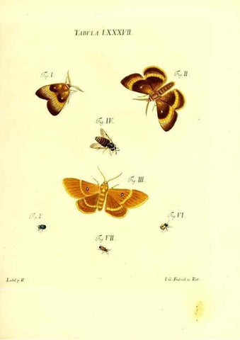 Reproducción/Reproduction 49810308801: Iacobi Christiani Schaefferi s.s. theologiae et philosophiae doctoris ... Icones insectorum circa Ratisbonam indigenorum :. Ratisbonae :Typis Breitfeldianis,MDCCLXXIX [1766-1779]. 