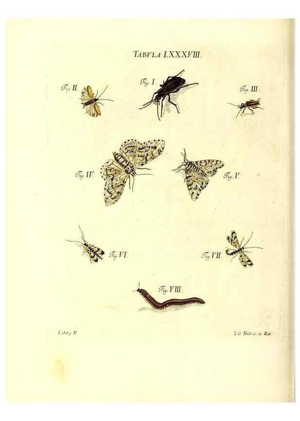 Reproducción/Reproduction 49810308996: Iacobi Christiani Schaefferi s.s. theologiae et philosophiae doctoris ... Icones insectorum circa Ratisbonam indigenorum :. Ratisbonae :Typis Breitfeldianis,MDCCLXXIX [1766-1779]. 