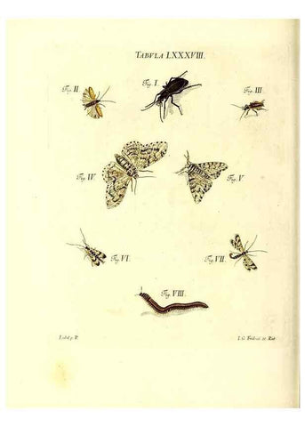 Reproducción/Reproduction 49810308996: Iacobi Christiani Schaefferi s.s. theologiae et philosophiae doctoris ... Icones insectorum circa Ratisbonam indigenorum :. Ratisbonae :Typis Breitfeldianis,MDCCLXXIX [1766-1779]. 