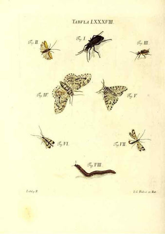 Reproducción/Reproduction 49810308996: Iacobi Christiani Schaefferi s.s. theologiae et philosophiae doctoris ... Icones insectorum circa Ratisbonam indigenorum :. Ratisbonae :Typis Breitfeldianis,MDCCLXXIX [1766-1779]. 